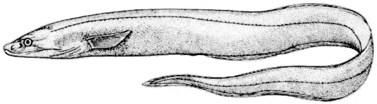 Synaphobranchus kaupii_01.jpg